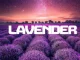 InQfive – Lavender